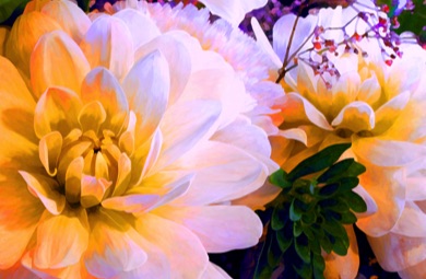Dahlia
